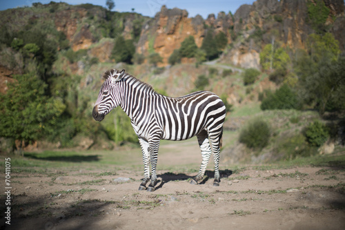 a zebra stands alone in a field