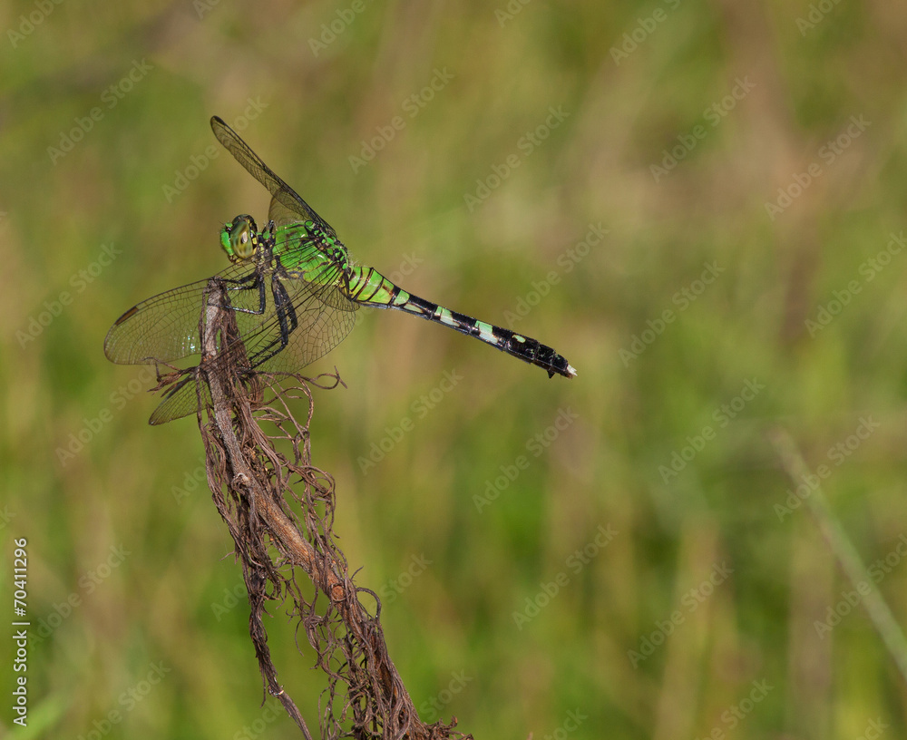Insect predator Insect predator