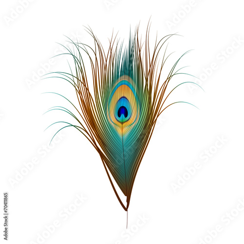 Vector Peacock Feather Isolated on White