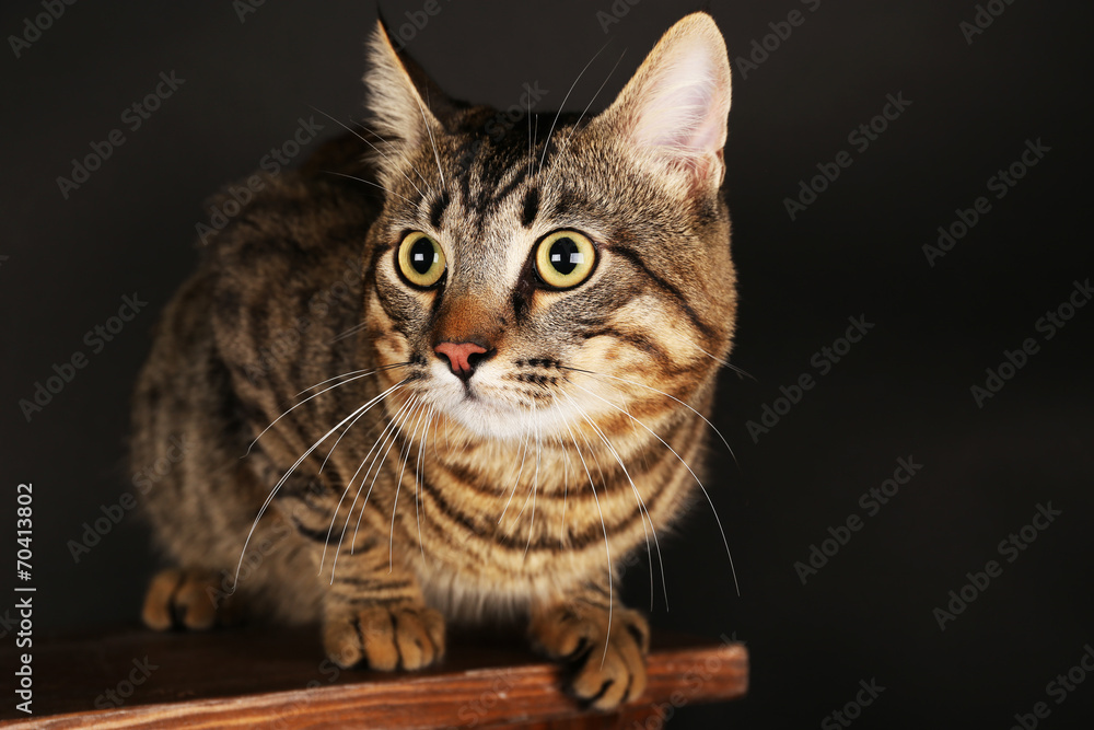 Grey cat on wooden stool on dark background