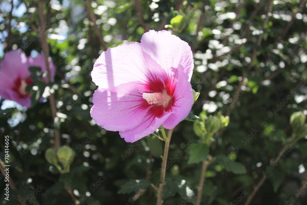 Fototapeta premium ムクゲ