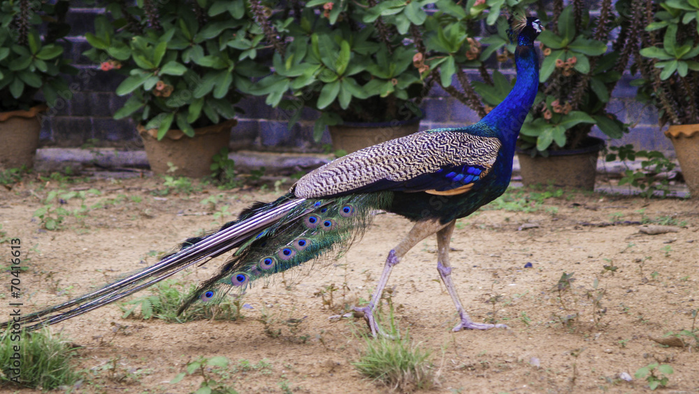 Naklejka premium Peacock Thai