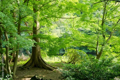 bank of the pond.under the tree
