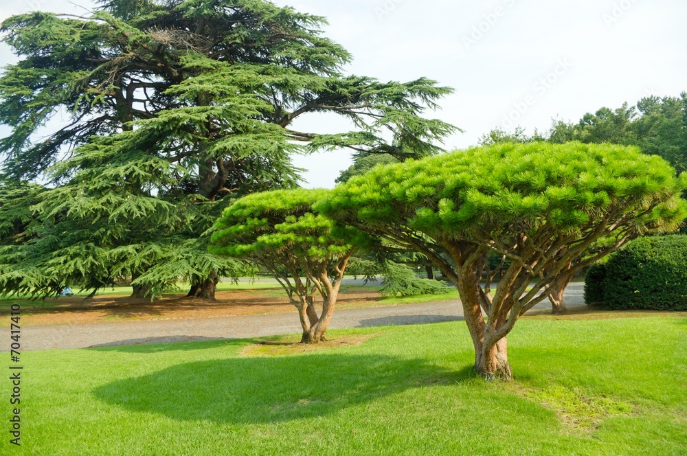 pine in the park pine in the park
