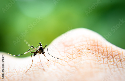 Mosquito sucking blood © auimeesri