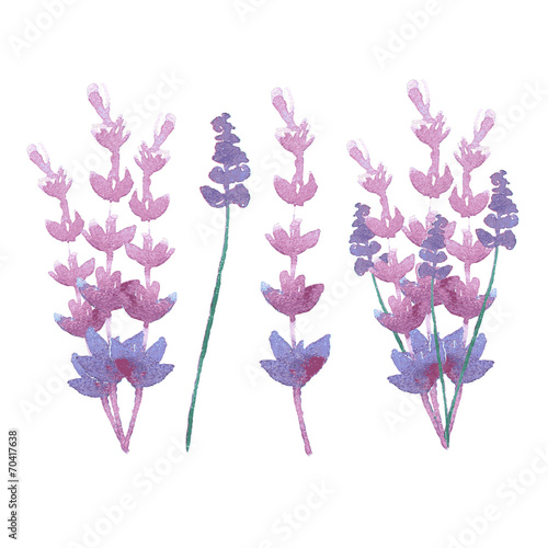 vector watercolor lavender delicate bunch