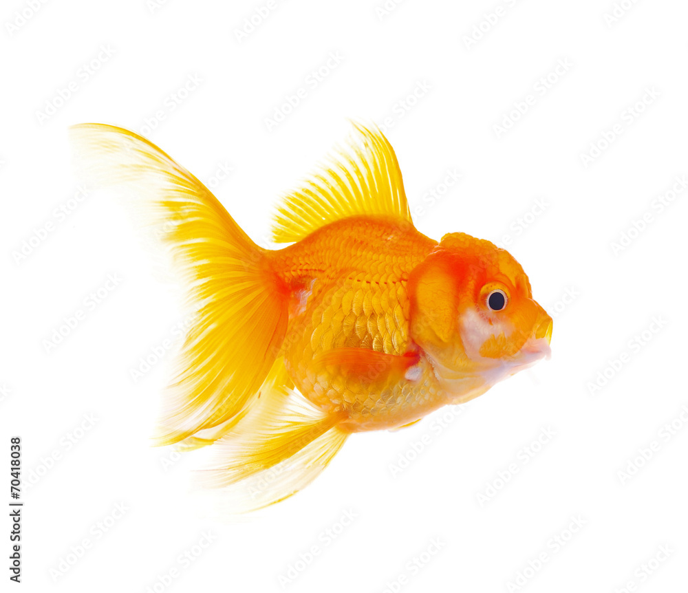 Fototapeta premium Gold fish Isolation on the white background