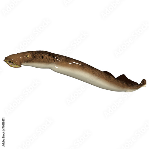 Quadro su tela Sea lamprey