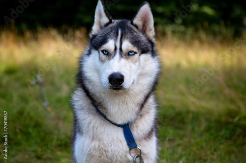 Husky portrait with blue eyes © frag