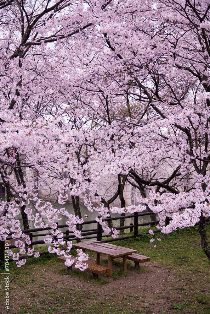 桜とベンチ