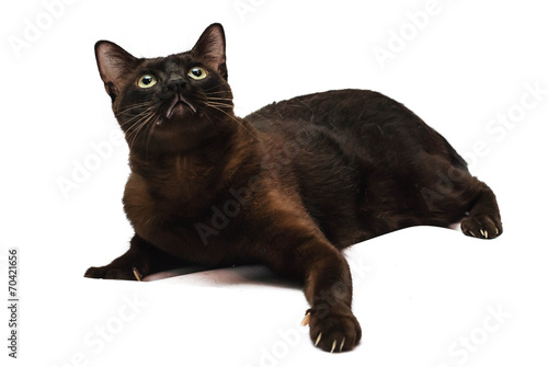 Canvas Print Havana Brown Looking Up