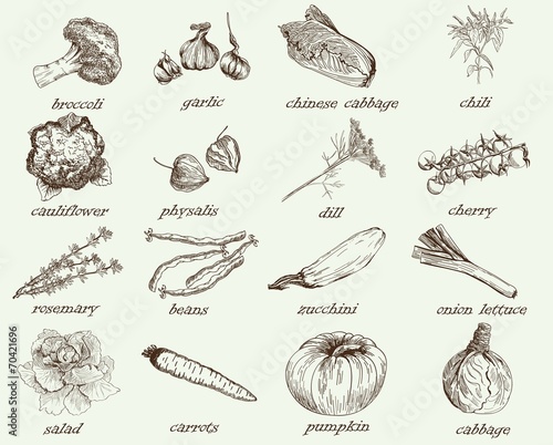 vegetables vector hand drawn