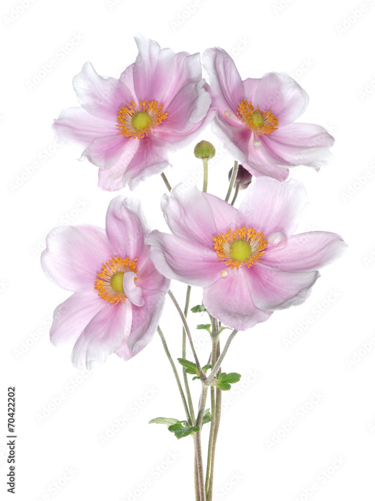 Obraz premium anémones