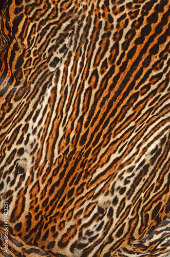 pelle di gattopardo americano