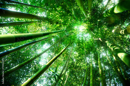 bamboo forest - zen concept