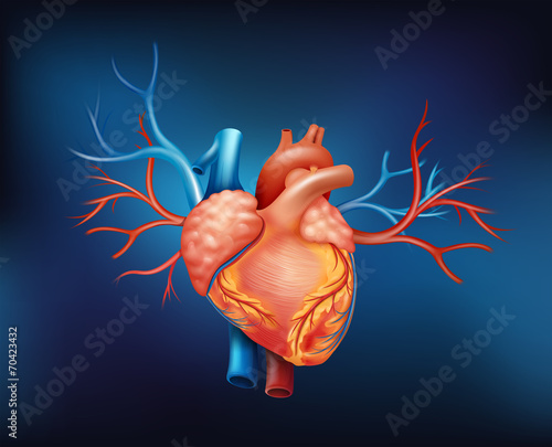 A human heart