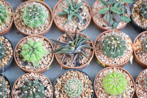 Small cactus plants.