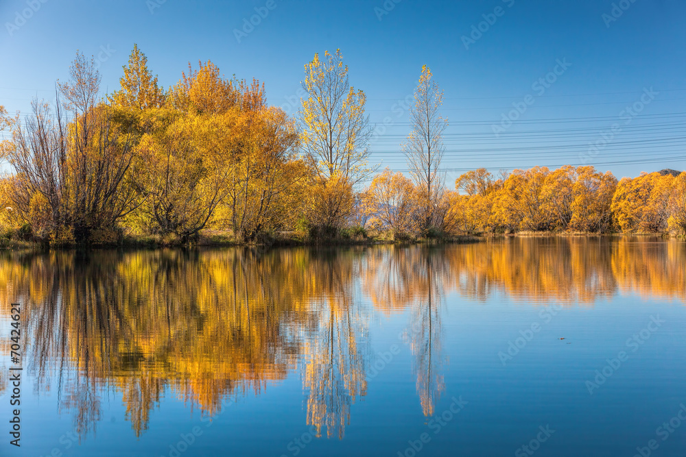 Autumn trees