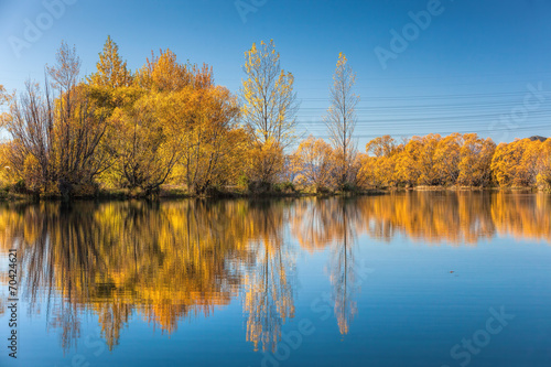 Autumn trees