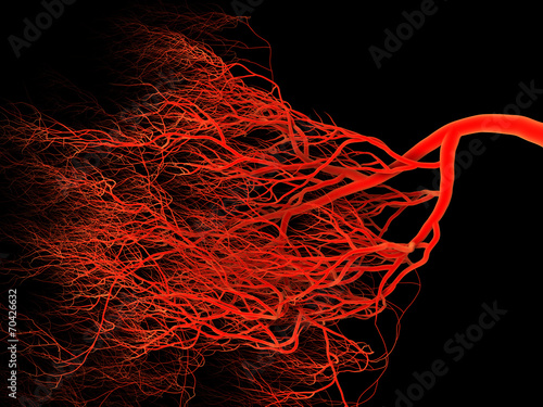 Nervous or blood system.  Medical illustration photo