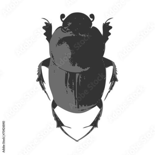 beetle 3