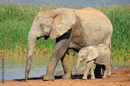 African elephant with calf  Addo Elephant National Park