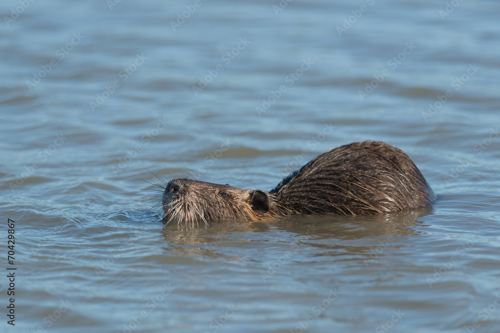 Fototapeta premium Nutria, Coypu, Myocastor coypus