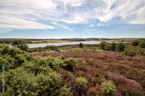 Photography Arne Nature Reserve, Dorset, England, UK