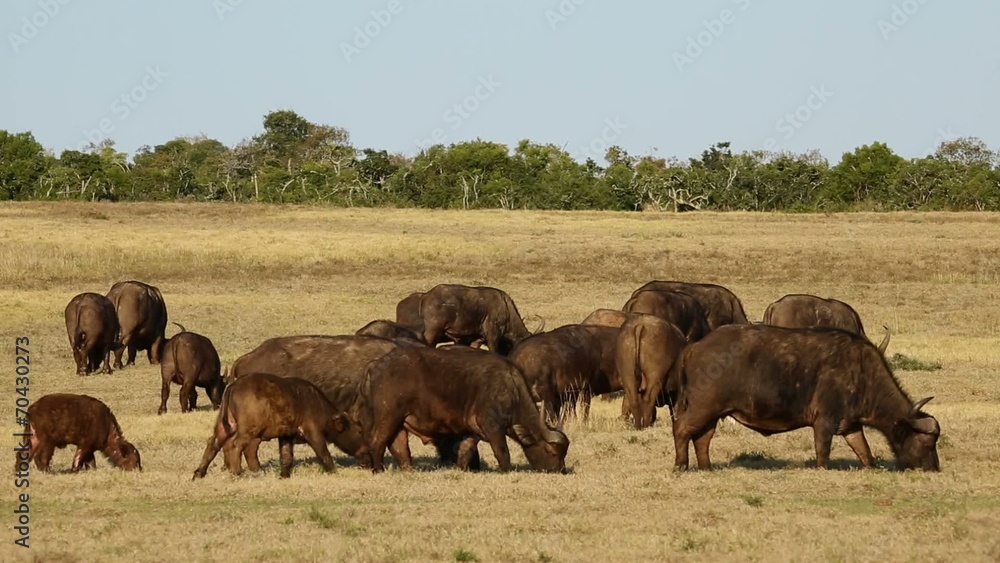 Herd of African buffaloes grazing in grassland Herd of African buffaloes grazing in grassland