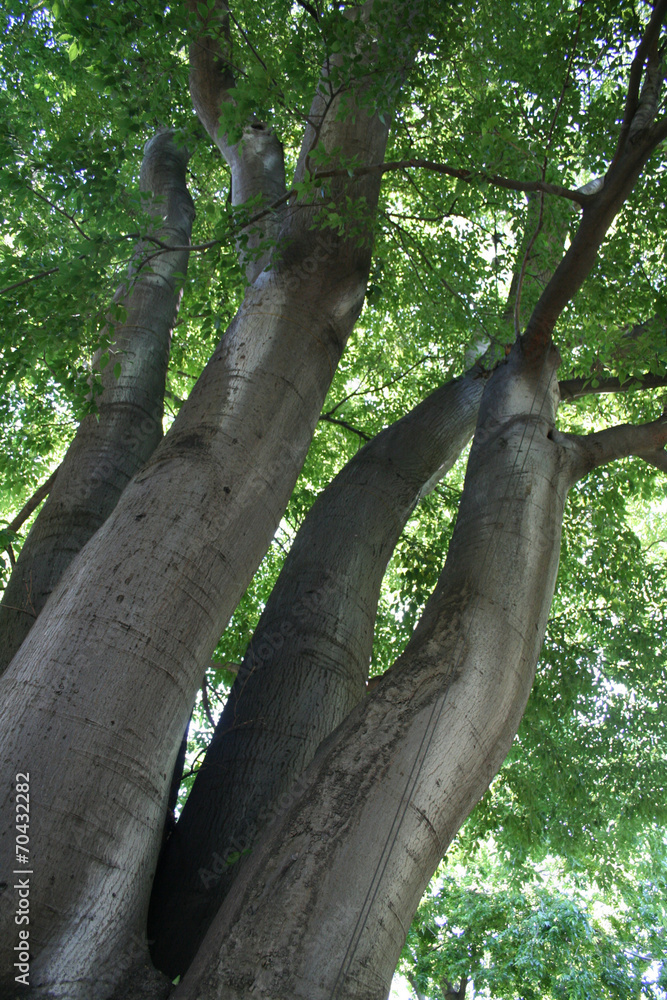 Fototapeta premium Arbol Celtis Australis Almez