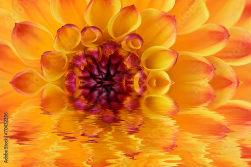 Fototapeta Naklejka Na Ścianę i Meble -  Dalia