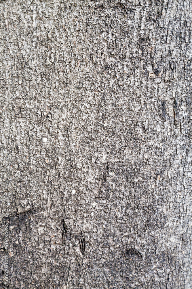 Tree bark Texture Tree bark Texture