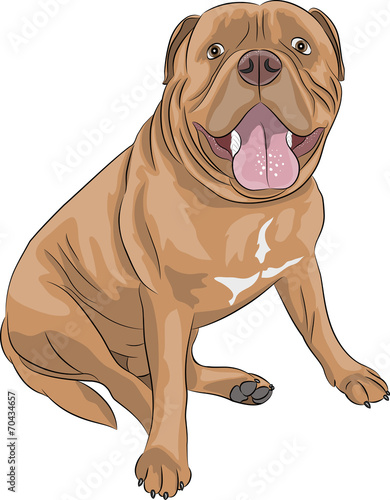 vector Bordeaux mastiff