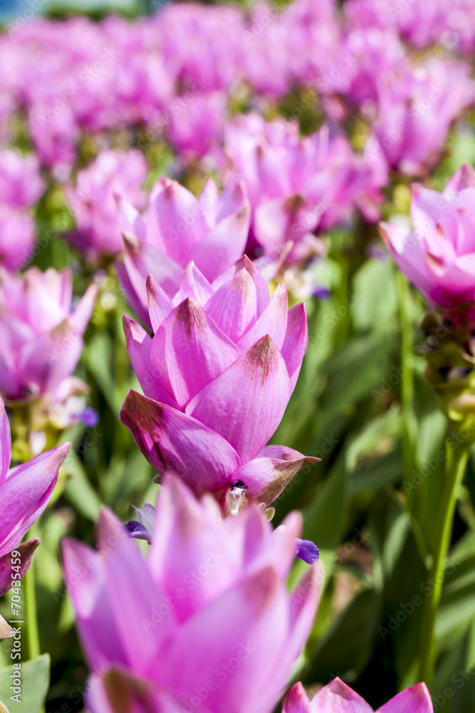 Siam Tulip Siam Tulip