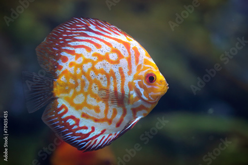 Discus Red Spotted Golden