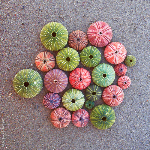 variety of colorful sea urchins on the beach