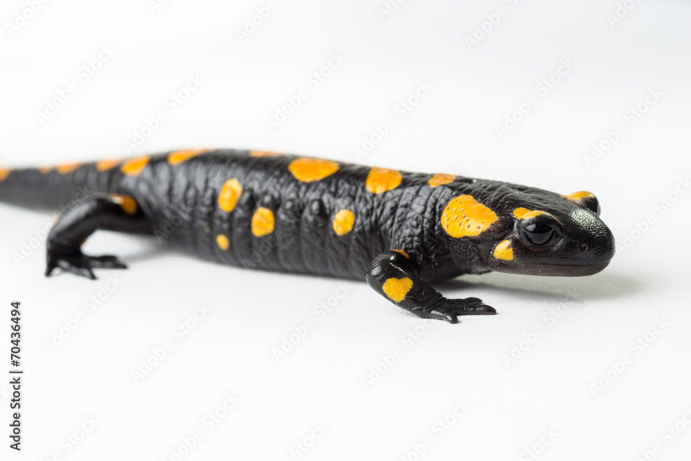 Fototapeta premium Salamandra plamista na białym tle