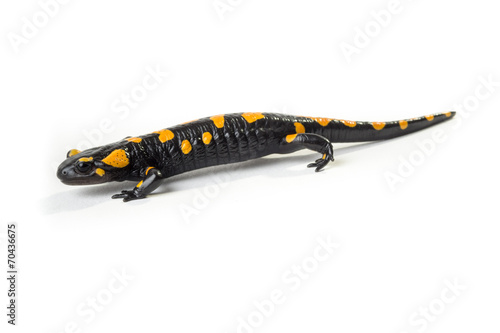 Salamandra pezzata isolata su sfondo bianco