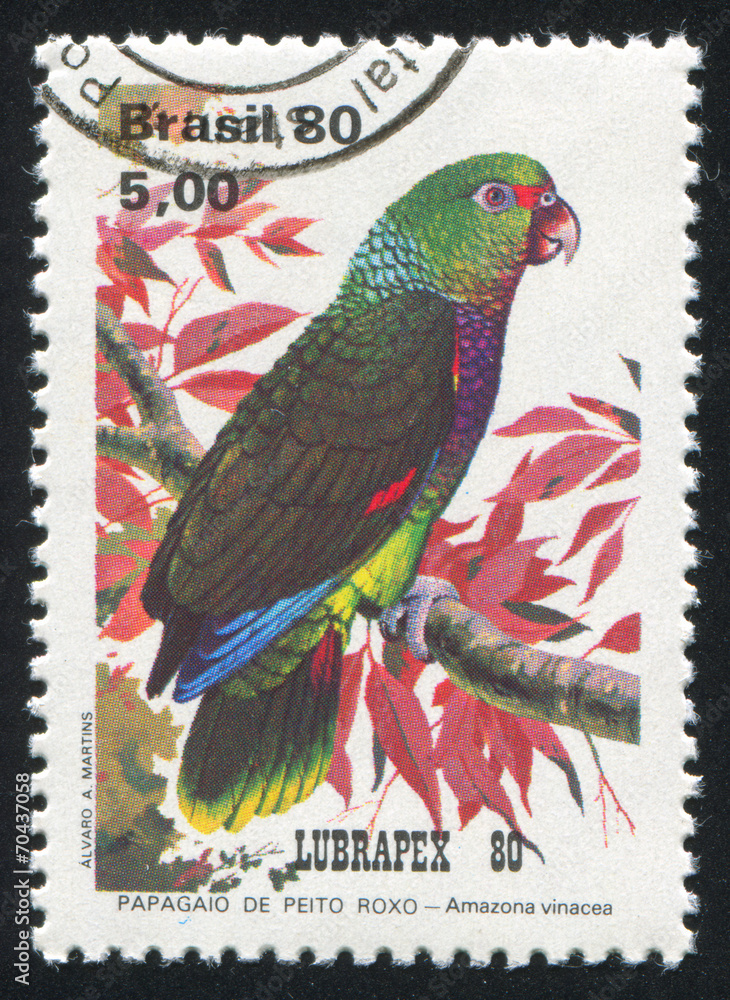 Obraz premium parrot Amazona Vinacea