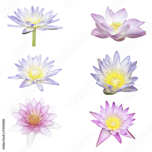 lotus flowers isolated on white background