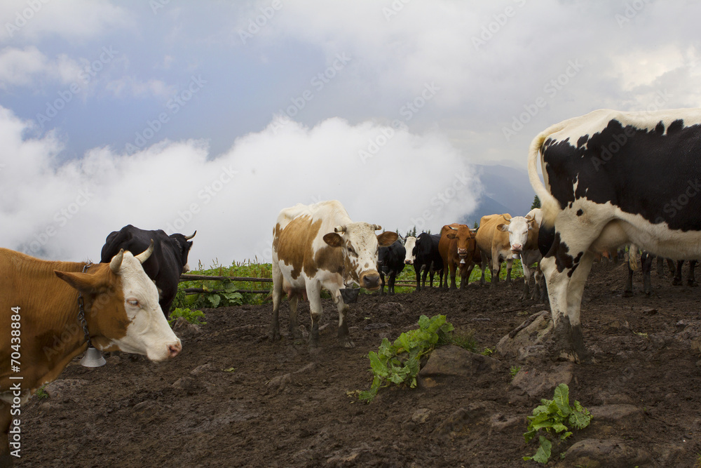 Dairy  cows in a farm
