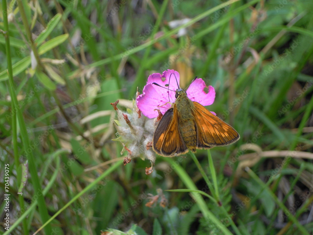 Papillon hespéride orangé