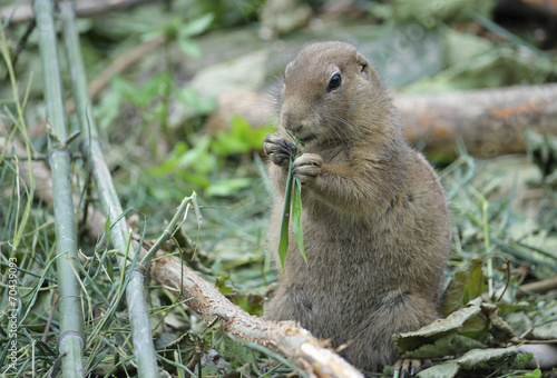 Marmot eating grass