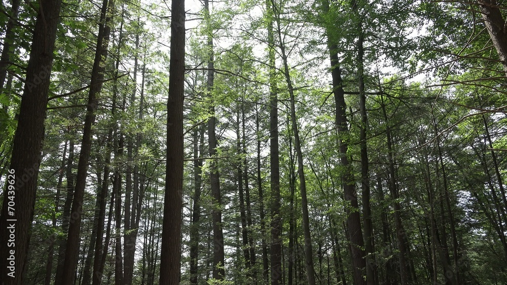 Forest, Woods, Trees, Foliage, Nature, Natural Forest, Woods, Trees, Foliage, Nature, Natural