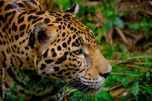 jaguar face closeup
