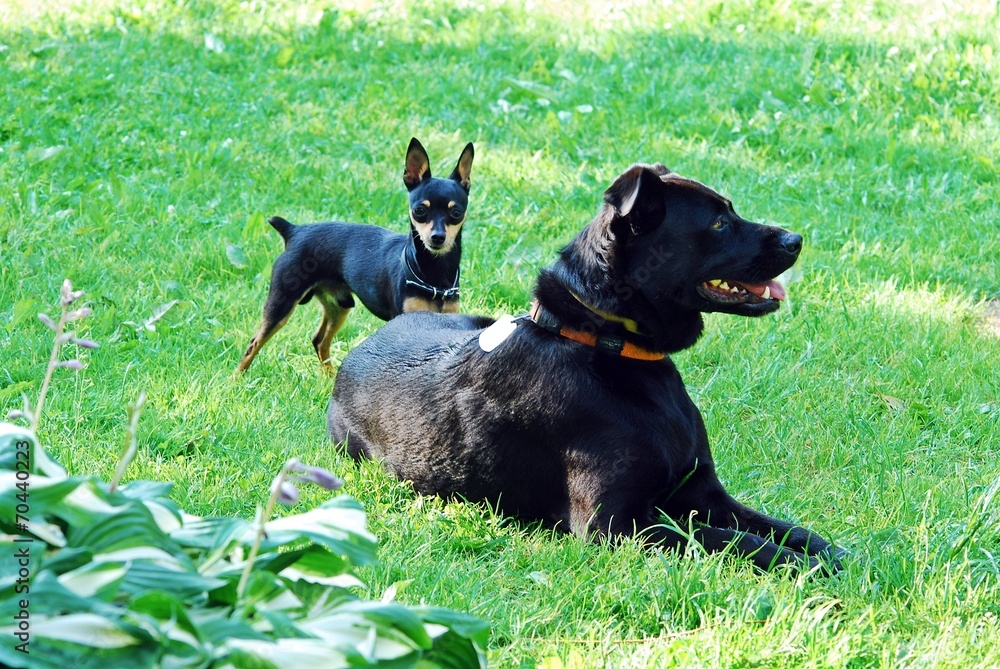 Two dogs in the green grass Two dogs in the green grass