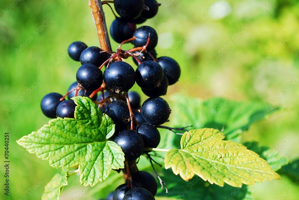 Branch with berries of black currant Branch with berries of black currant