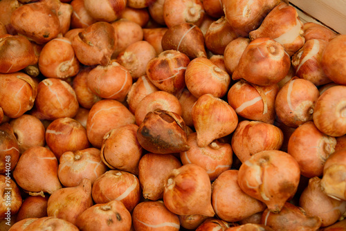 crates of tulip bulbs