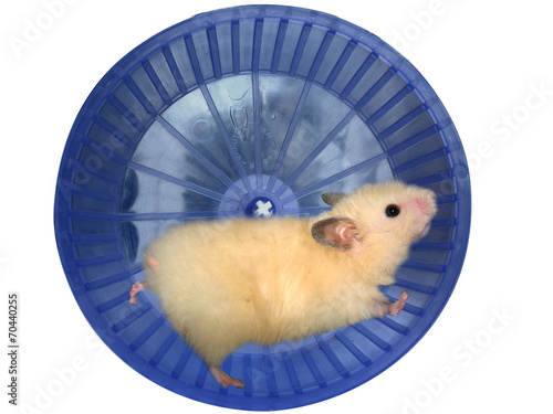 Hamster in a wheel photo