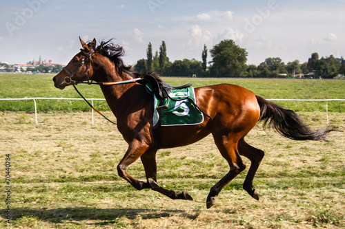 Horse Race